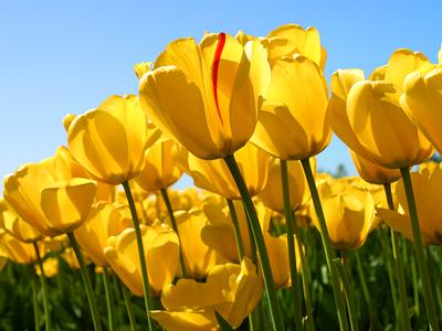 Tulips2.jpg