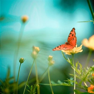 butterfly11.jpg