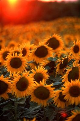 sunflower1.jpg